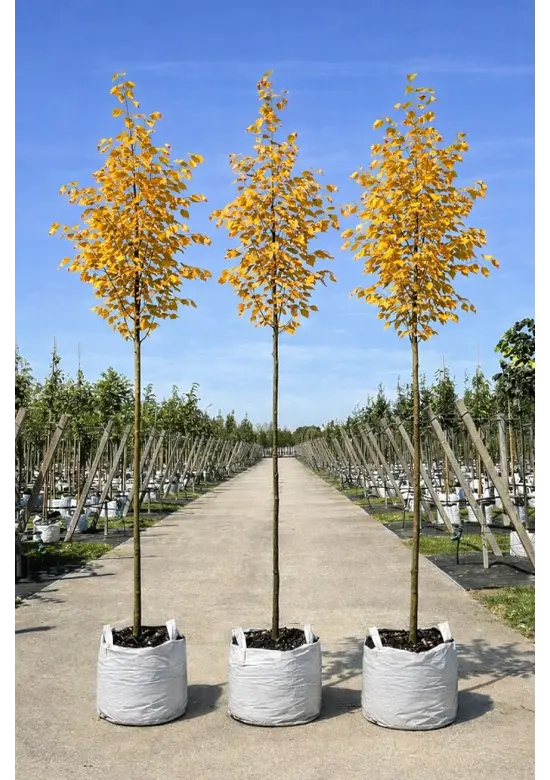 Amerikanische Stadtlinde 'Greenspire' im 3er-Set | Tilia cordata 'Greenspire'