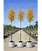 Amerikanische Stadtlinde 'Greenspire' im 3er-Set | Tilia cordata 'Greenspire'