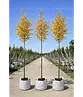 Amerikanische Stadtlinde 'Greenspire' im 3er-Set | Tilia cordata 'Greenspire'