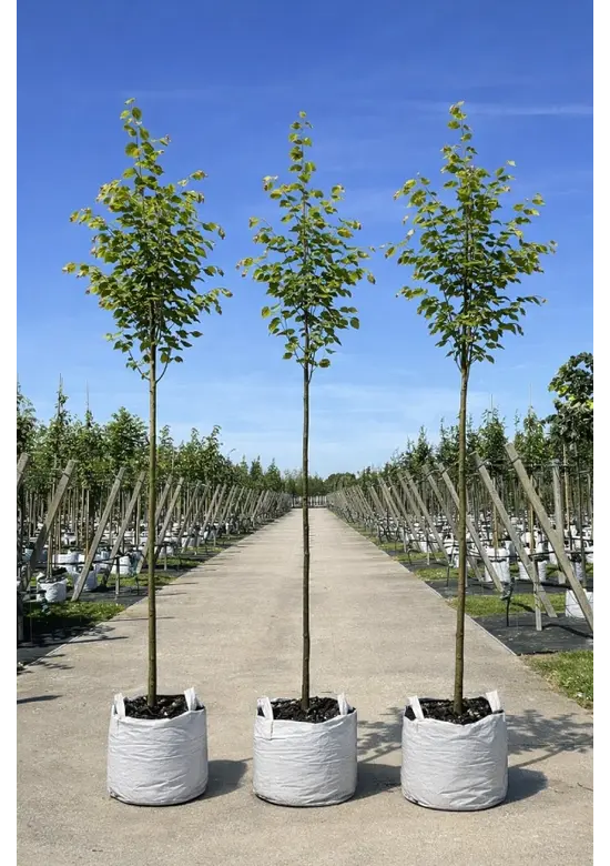 Amerikanische Stadtlinde 'Greenspire' im 3er-Set | Tilia cordata 'Greenspire'