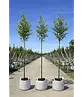 Amerikanische Stadtlinde 'Greenspire' im 3er-Set | Tilia cordata 'Greenspire'