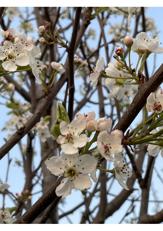 Stadtbirne 'Chanticleer' im 3er-Set | Pyrus calleryana 'Chanticleer'