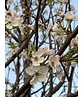 Stadtbirne 'Chanticleer' im 3er-Set | Pyrus calleryana 'Chanticleer'