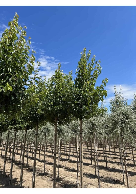 Stadtbirne 'Chanticleer' im 3er-Set | Pyrus calleryana 'Chanticleer'