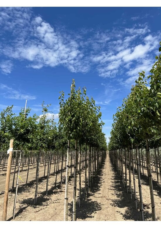 Stadtbirne 'Chanticleer' im 3er-Set | Pyrus calleryana 'Chanticleer'