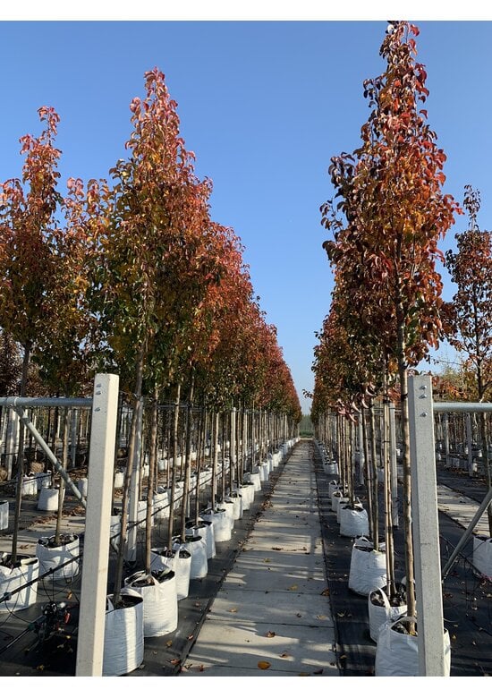 Stadtbirne 'Chanticleer' im 3er-Set | Pyrus calleryana 'Chanticleer'