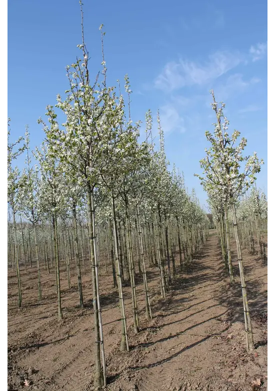 Stadtbirne 'Chanticleer' im 3er-Set | Pyrus calleryana 'Chanticleer'