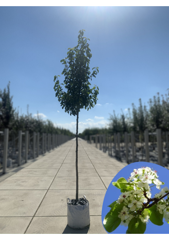 Stadtbirne 'Chanticleer' im 3er-Set | Pyrus calleryana 'Chanticleer'