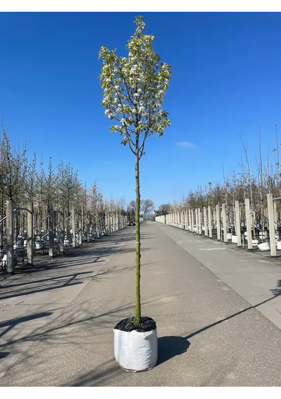 Stadtbirne 'Chanticleer' im 3er-Set | Pyrus calleryana 'Chanticleer'