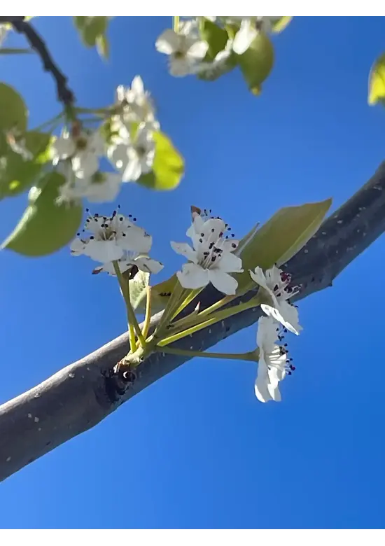 Stadtbirne 'Chanticleer' im 3er-Set | Pyrus calleryana 'Chanticleer'