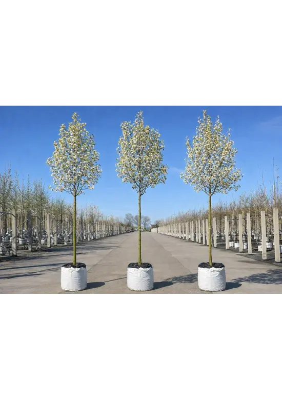 Stadtbirne 'Chanticleer' im 3er-Set | Pyrus calleryana 'Chanticleer'