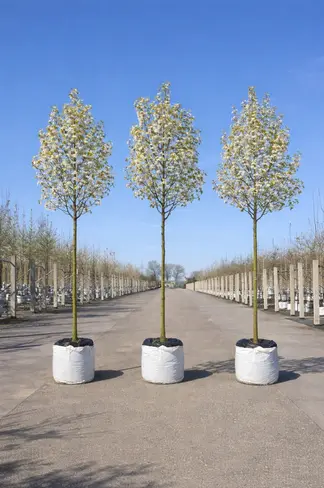 Stadtbirne 'Chanticleer' im 3er-Set | Pyrus calleryana 'Chanticleer'