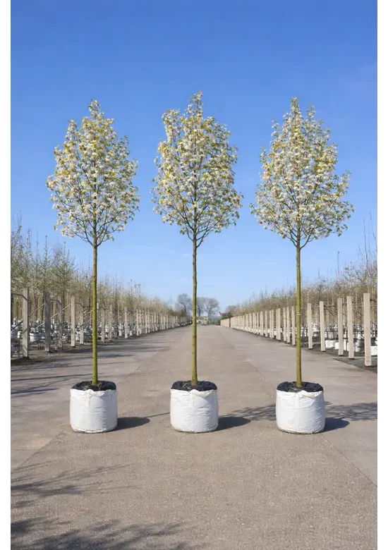 Stadtbirne 'Chanticleer' im 3er-Set | Pyrus calleryana 'Chanticleer'