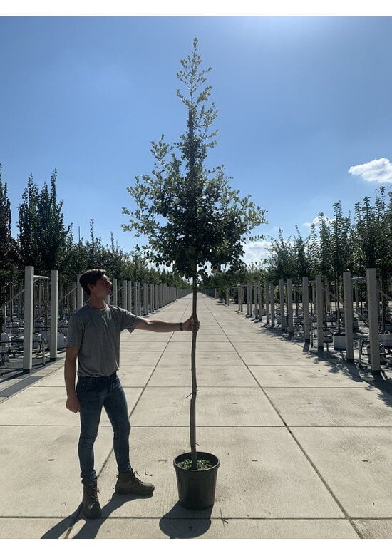 Steineiche SALE | Quercus ilex
