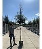 Steineiche SALE | Quercus ilex