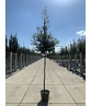 Steineiche SALE | Quercus ilex