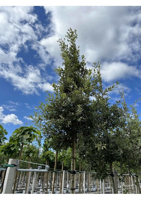 Steineiche SALE | Quercus ilex