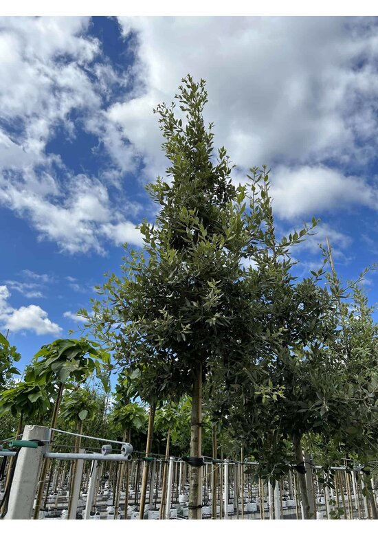 Steineiche SALE | Quercus ilex