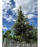 Steineiche SALE | Quercus ilex