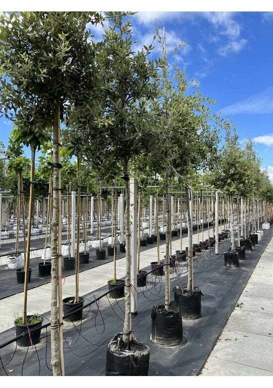 Steineiche SALE | Quercus ilex