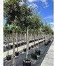 Steineiche SALE | Quercus ilex