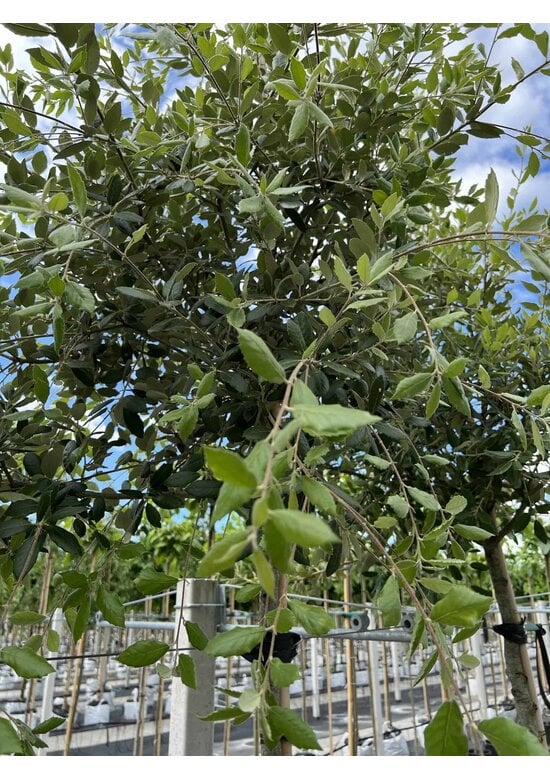 Steineiche SALE | Quercus ilex
