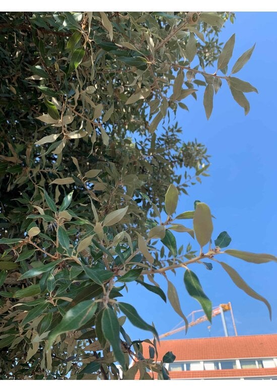 Steineiche SALE | Quercus ilex