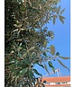 Steineiche SALE | Quercus ilex