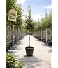 Steineiche SALE | Quercus ilex