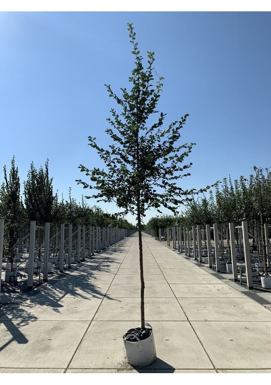 Hainbuche Baum im 3er-Set | Carpinus betulus