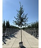 Hainbuche Baum im 3er-Set | Carpinus betulus