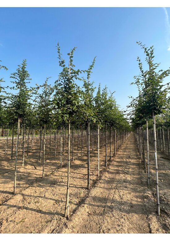 Hainbuche Baum im 3er-Set | Carpinus betulus