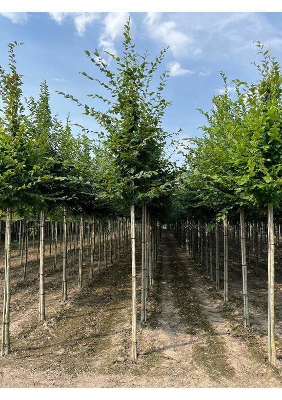 Hainbuche Baum im 3er-Set | Carpinus betulus