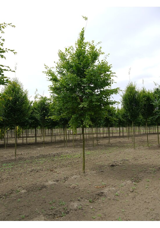 Hainbuche Baum im 3er-Set | Carpinus betulus