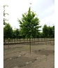 Hainbuche Baum im 3er-Set | Carpinus betulus