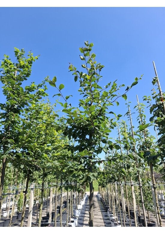 Hainbuche Baum im 3er-Set | Carpinus betulus