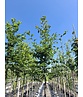 Hainbuche Baum im 3er-Set | Carpinus betulus