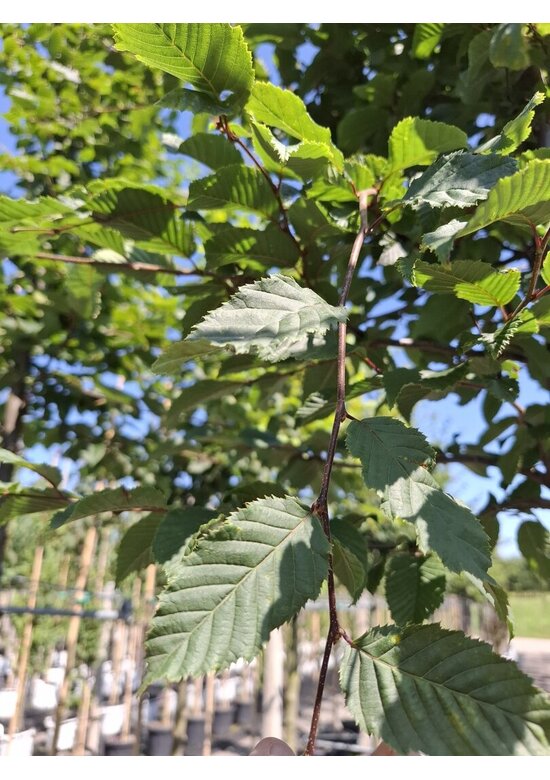 Hainbuche Baum im 3er-Set | Carpinus betulus