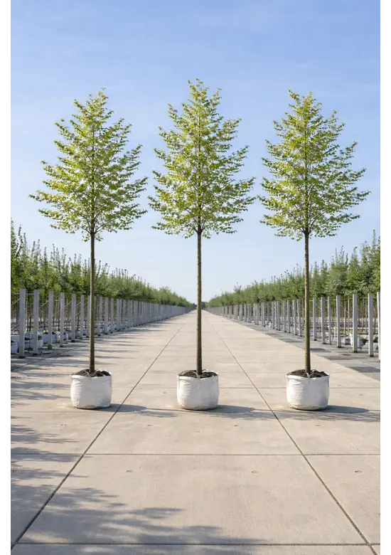 Hainbuche Baum im 3er-Set | Carpinus betulus