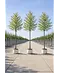 Hainbuche Baum im 3er-Set | Carpinus betulus