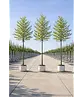 Hainbuche Baum im 3er-Set | Carpinus betulus
