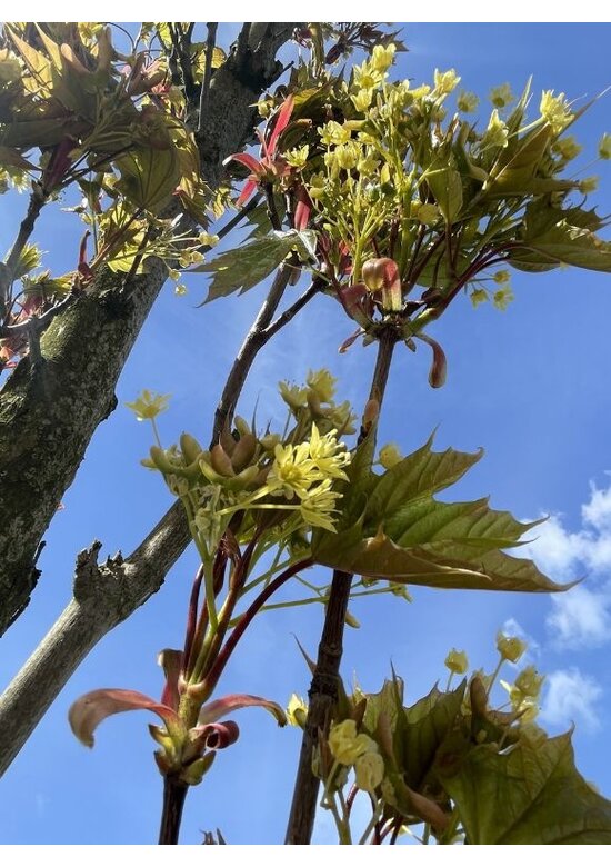 Mauritz-Spitzahorn 'Mauritz Upright' Hochstamm® | Acer platanoides 'Mauritz Upright'®