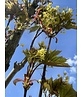 Mauritz-Spitzahorn 'Mauritz Upright' Hochstamm® | Acer platanoides 'Mauritz Upright'®