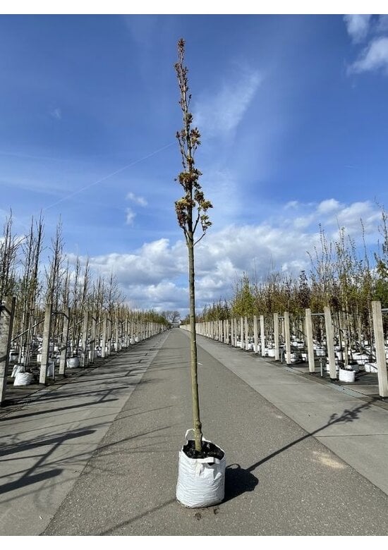 Mauritz-Spitzahorn 'Mauritz Upright' Hochstamm® | Acer platanoides 'Mauritz Upright'®