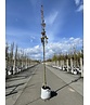 Mauritz-Spitzahorn 'Mauritz Upright' Hochstamm® | Acer platanoides 'Mauritz Upright'®
