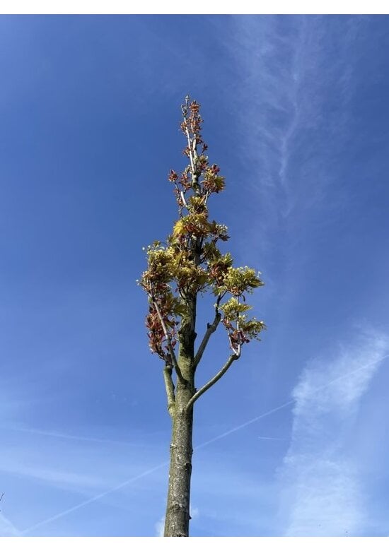 Mauritz-Spitzahorn 'Mauritz Upright' Hochstamm® | Acer platanoides 'Mauritz Upright'®