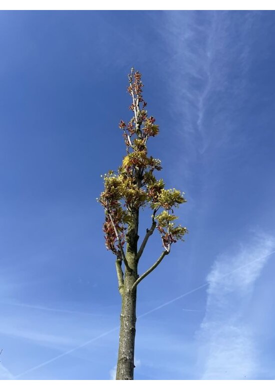 Mauritz-Spitzahorn 'Mauritz Upright' Hochstamm® | Acer platanoides 'Mauritz Upright'®