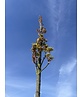 Mauritz-Spitzahorn 'Mauritz Upright' Hochstamm® | Acer platanoides 'Mauritz Upright'®