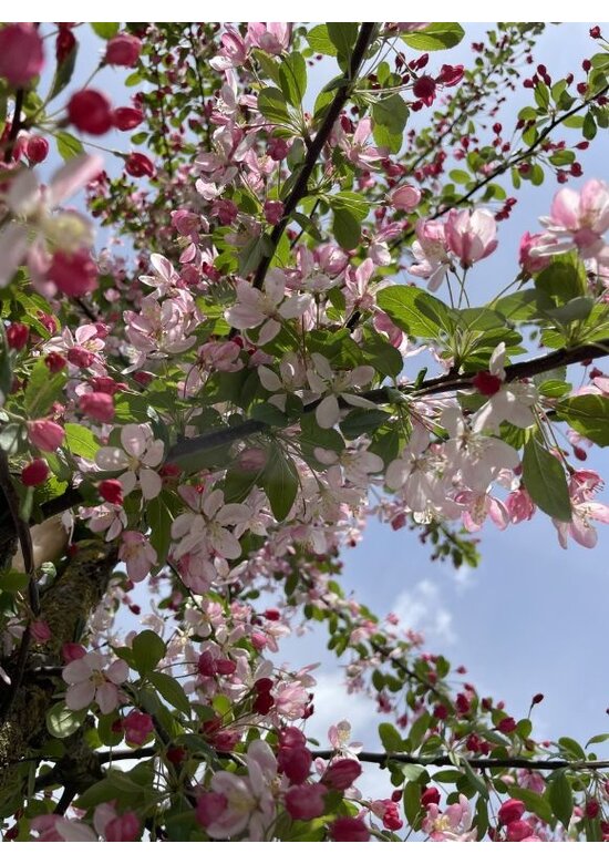 Vielblütiger Zierapfel 'Floribunda' | Malus 'Floribunda'