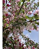 Vielblütiger Zierapfel 'Floribunda' | Malus 'Floribunda'